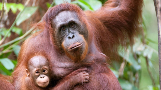 Eco-Friendly Chocolate Packaging - Russell and Atwell