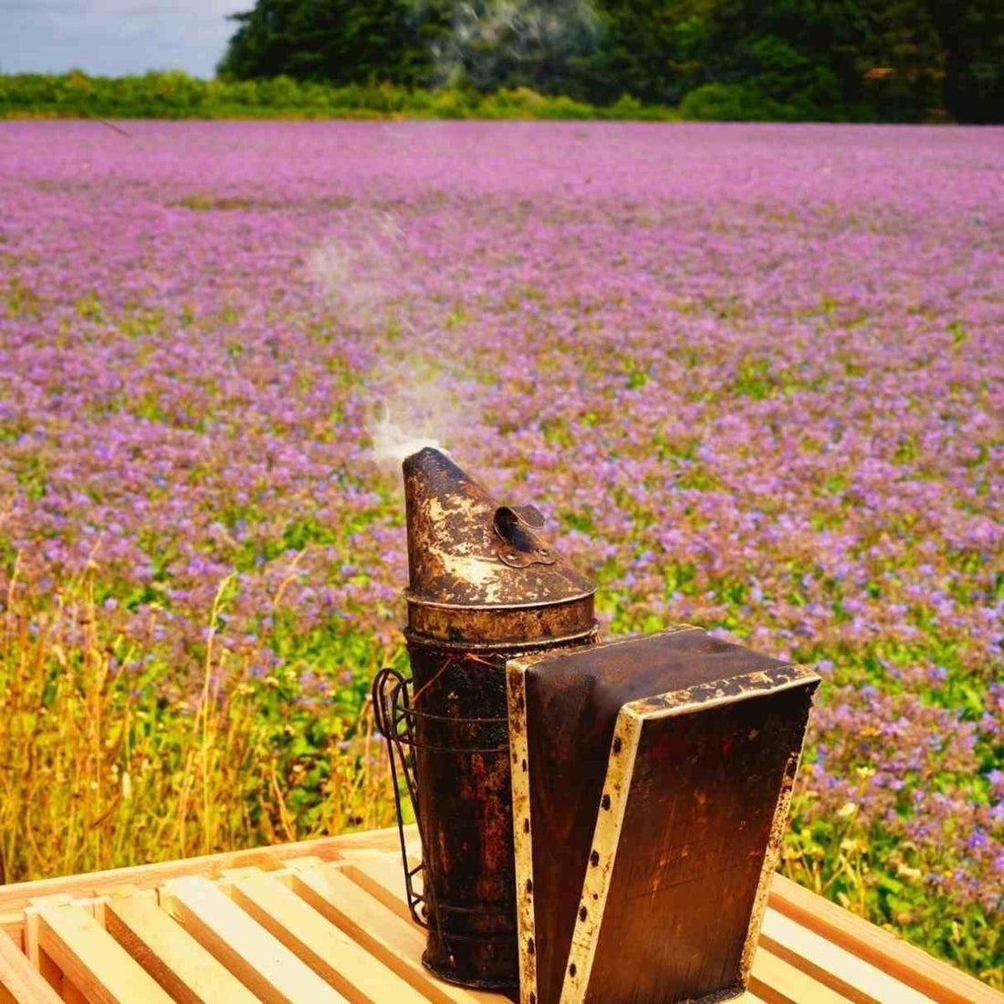 Honey blows our minds - Russell and Atwell